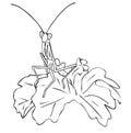 Isolated insect mantis in leaves in black and white colors, outline original hand painted drawing