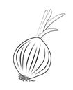 Vector illustration of onion root