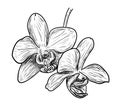 Vector illustration, isolated orchid flower in black and white colors, outline hand painted drawing