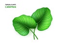Vector illustration of isolated realistic calathea leaves