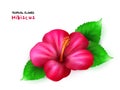 Vector illustration of isolated realistic tropical blooming hibiscus flower with leaves Royalty Free Stock Photo