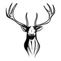 Illustration of an isolated stag head