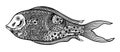 Vector illustration of isolated, stylized doodle fish in black color on white background.