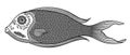 Vector illustration of isolated, stylized doodle fish in black color on white background.