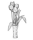 Vector illustration, isolated tulip flowers bouquet in vase black and white colors, outline hand painted drawing Royalty Free Stock Photo