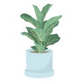 Vector illustration isolated on white background. Trending houseplant in a pot, lyre ficus or fiddle fig leaf. Design