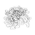 Vector illustration of a Japanese chrysanthemum drawn in an engraving style. Luxurious, elegant pattern for fabric, magazine,