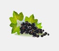 Vector illustration of a black currant isolated on white background. Realistic vector. Royalty Free Stock Photo