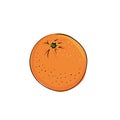 Vector illustration of juicy isolated outline colorful fruit - mandarin, tangerine. Slice and whole