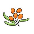 Vector illustration of juicy isolated outline colorful fruit - sea buckthorn.