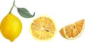 Vector illustration of juicy lemons, slices and whole bright yellow lemons, juicy fruits