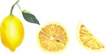 Vector illustration of juicy lemons, slices and whole bright yellow lemons, juicy fruits