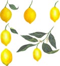 Vector illustration of juicy lemons, slices and whole bright yellow lemons, juicy fruits