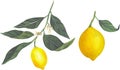 Vector illustration of juicy lemons, slices and whole bright yellow lemons, juicy fruits