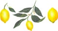 Vector illustration of juicy lemons, slices and whole bright yellow lemons, juicy fruits