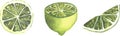 Vector illustration of juicy limes, slices and whole bright yellow limes, juicy fruits