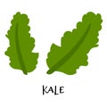 Vector illustration of kale in hand drawn flat style.