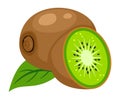 Vector illustration of kiwi fruit