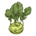 Vector illustration of kohlrabi or german turnip.