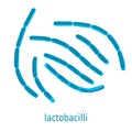 Vector illustration of lactobacilli