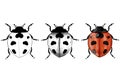 Vector illustration with ladybug realistic Royalty Free Stock Photo