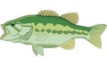 Large Mouth Bass Illustration