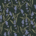 Vector illustration lavender branch - vintage engraved style. Seamless pattern in retro botanical style. Royalty Free Stock Photo