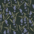 Vector illustration lavender branch - vintage engraved style. Seamless pattern in retro botanical style.