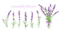 Vector illustration of lavender flower on different shape branches on white background. Vintage France provence concept