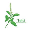 leaf of Tulsi or holy basil Ocimum tenuiflorum, a plant for ayurvedic medicine. Royalty Free Stock Photo