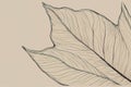 vector illustration of a leafvector illustration of a leafautumn leaf, vector illustration Royalty Free Stock Photo