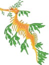 Leafy Sea Dragon Illustration Royalty Free Stock Photo