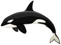 Leaping Orca Killer Whale