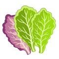 Vector Illustration of lettuce leaves in a flat style