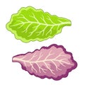 Vector Illustration of lettuce leaves in a flat style