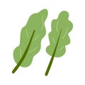 Vector illustration of letuce, kale, green salad leaves. Fresh vegetable, healthy vegan food