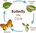 Vector illustration of Life Cycle of Butterfly diagram Royalty Free Stock Photo