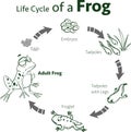 Vector illustration of a life cycle of a frog