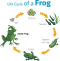 Vector illustration of a life cycle of a frog Royalty Free Stock Photo