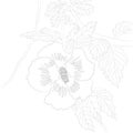 Vector Illustration of Contour Hibiscus for Coloring Book