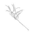Vector illustration of lily flower branch with buds. It is ready to open. Black outline of petals, graphic drawing. For Royalty Free Stock Photo