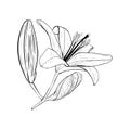 Vector illustration of lily flower in full bloom and two buds on stem. Black outline of petals, graphic drawing. For