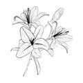 Vector illustration of lily flowers bouquet in full bloom. Black outline of petals, graphic drawing. For postcards