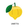 Vector illustration of Limetta, conveying juiciness and vibrant color. Ideal for fresh and lively designs