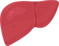 vector illustration of liver, internal organs, vitamin Royalty Free Stock Photo