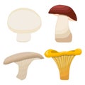 Vector illustration logo of edible mushroom Royalty Free Stock Photo