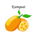 Vector illustration logo for whole ripe fruit kumquat,green stem leaf,cut half,sliced cumquat,background.