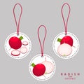 Vector illustration logo for whole ripe vegetable red radish