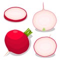 Vector illustration logo for whole ripe vegetable red radish