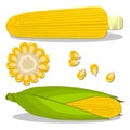 Vector illustration logo for whole ripe vegetable yellow corn Royalty Free Stock Photo